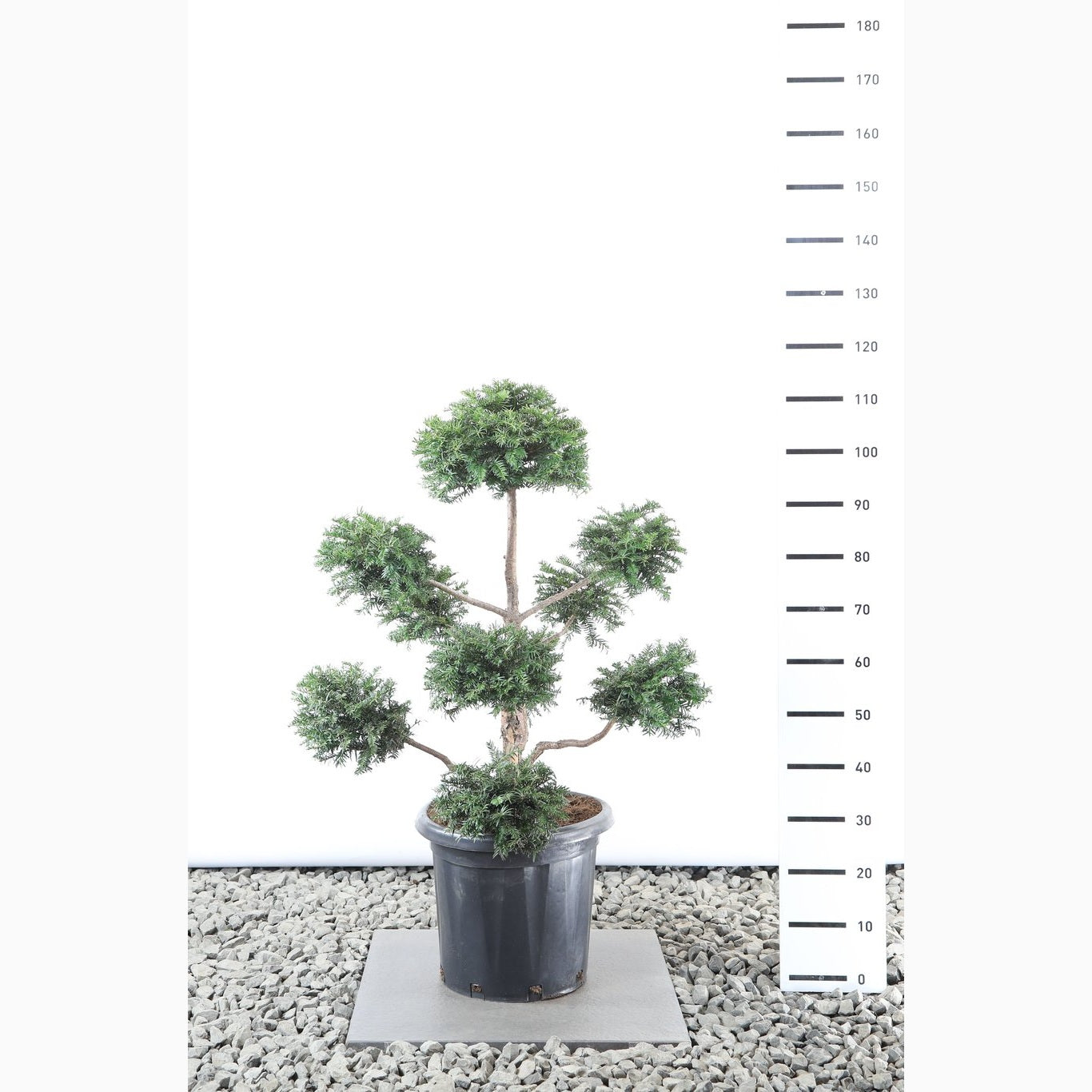 Idegran – Taxus baccata - 80-100 CM PonPon EXTRA in Cont.